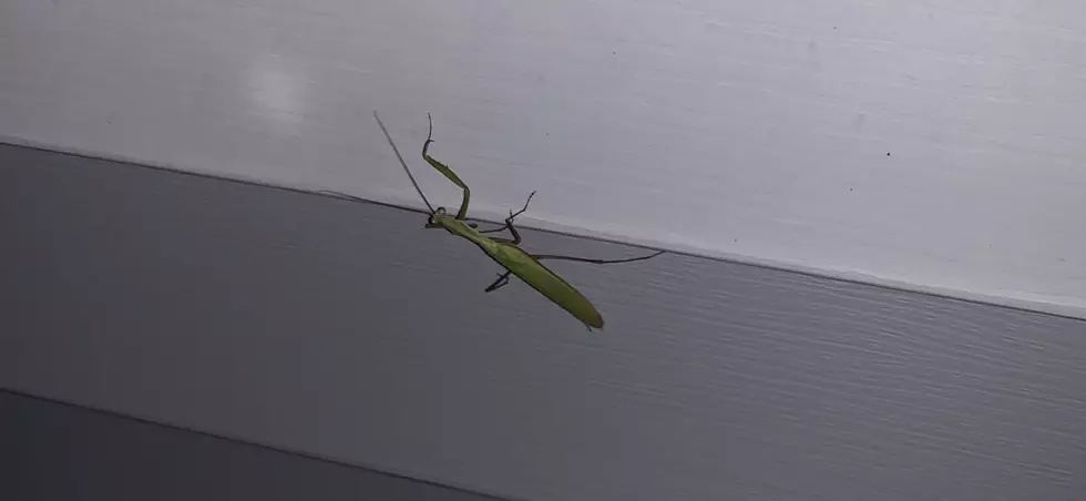 The State Insect of Connecticut Appeared in Torrington Last Night