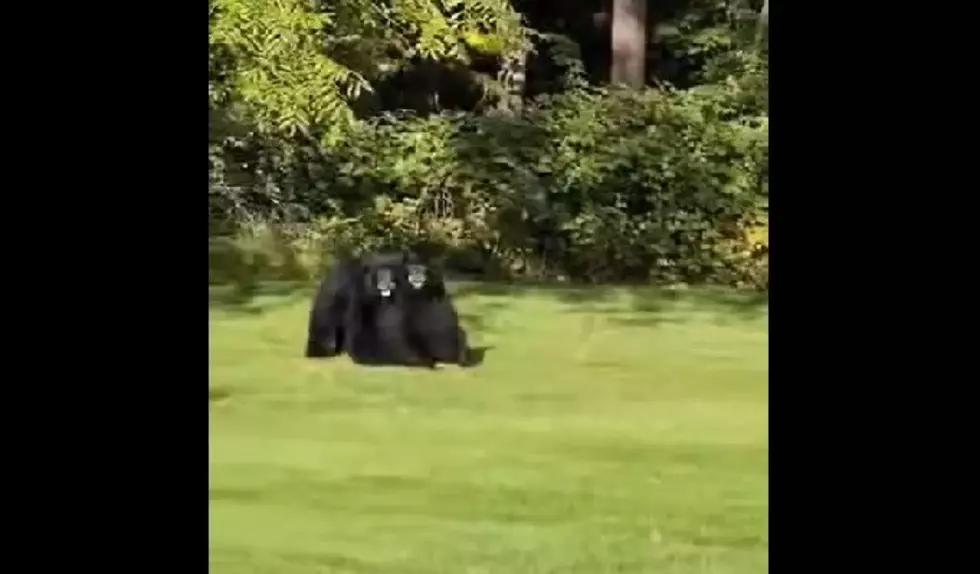 Wild Video of Bears Scaling Trees at Brookfield Home