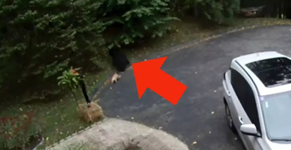 Tenacious New Milford Pooch Scares Black Bear Off His Property