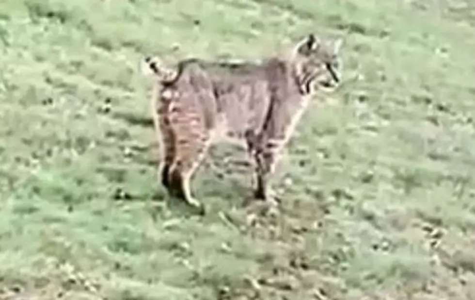 Bobcat Spotted in Brookfield, Witness Provides Hilarious Commentary