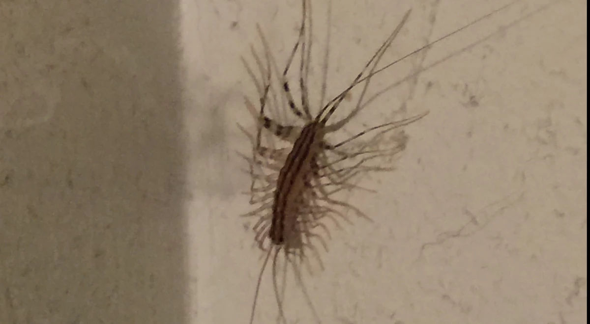 Gross: It's House Centipede Time in Connecticut