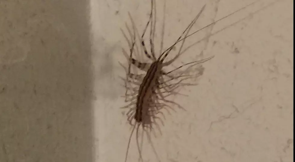 Gross: It&#8217;s House Centipede Time in Connecticut