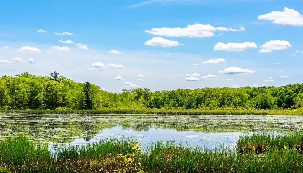 Peace, Privacy, Protection: 95 Stunning Acres of Land Waits in Cornwall