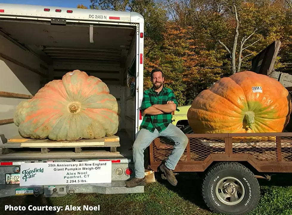 Passionate Pomfret Pumpkin Producer Has Eye On ‘World Record’ Prize