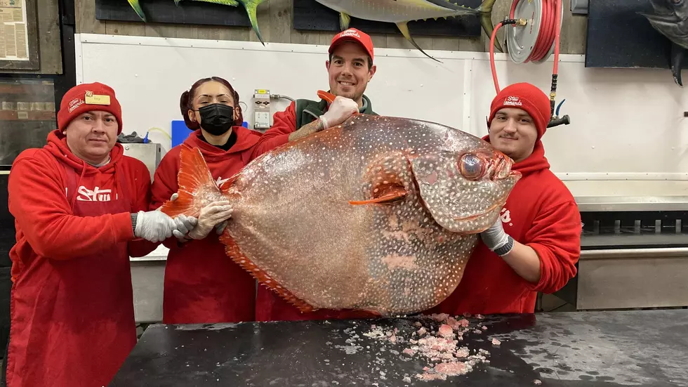 Massive Fish Caught Off Montauk Available at Stew Leonard’s Danbury