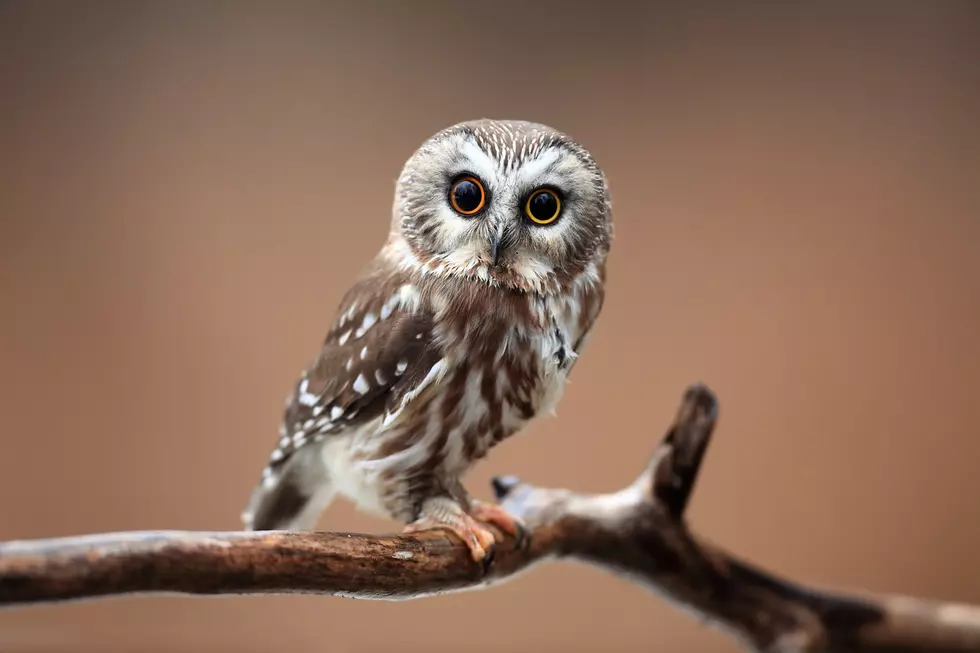 Is it Legal to Own an Owl in Connecticut? The Answer is a Bit Surprising