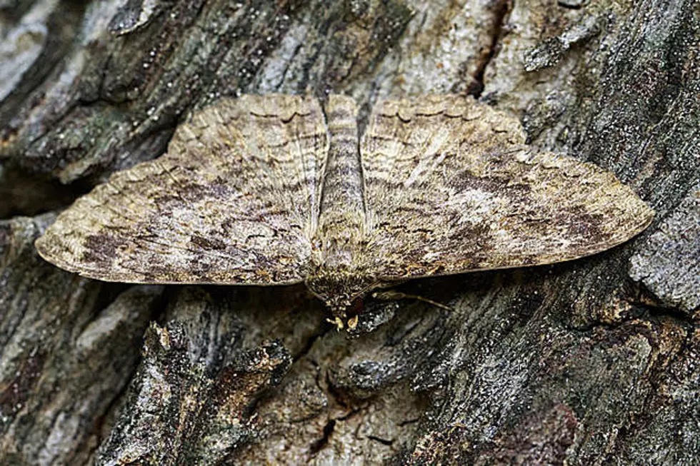Spongy Moths Chewed 45,000+ Acres of Litchfield County Forest in 2022
