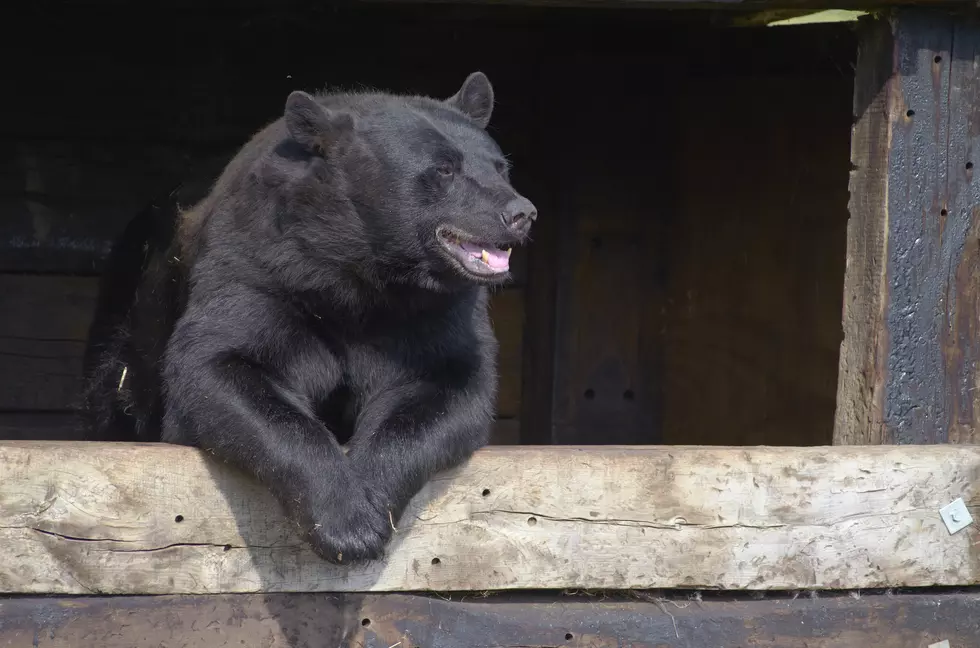 A Black Bear Finds New Home Under Connecticut Family’s Deck