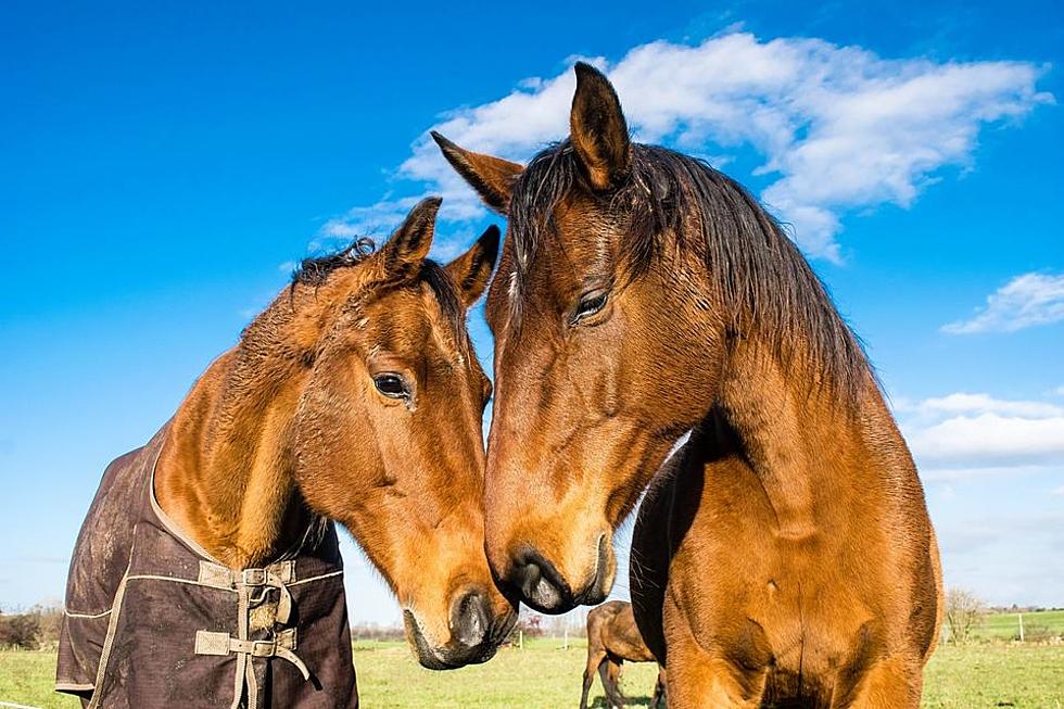 Legendary Stamford Horse Farm and Residence on the Market With Horses Included