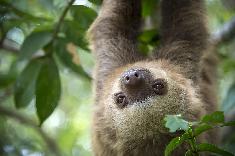 Connecticut Sloth Becomes Star Thanks to 24 Hours a Day Live Stream
