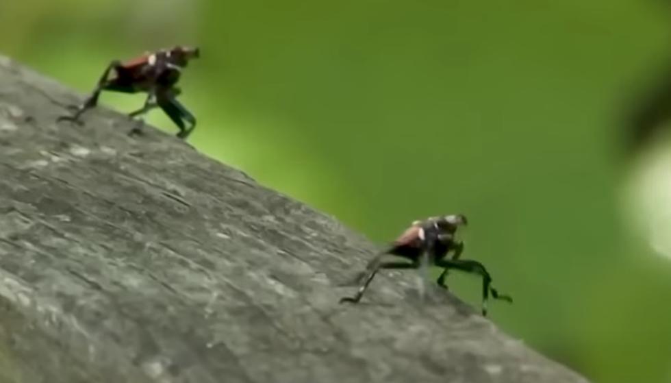 Connecticut Officials Want You to Kill This Bug and Then Email Them