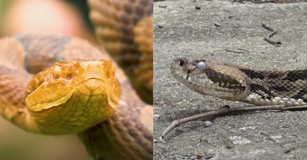 Did You Know Connecticut Has Two Venomous Snake Species? Here&#8217;s What to Know