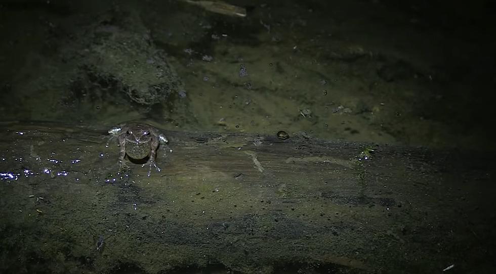 Bust Out The Earplugs Connecticut, Spring Peeper Season Is Here