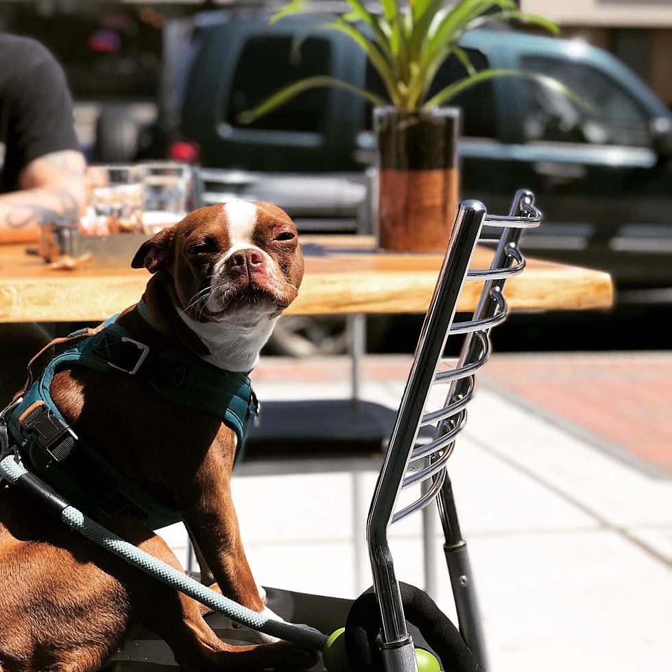 10 CT Dog-Friendly Restaurants Where Your Pooch Is Welcome in 2023