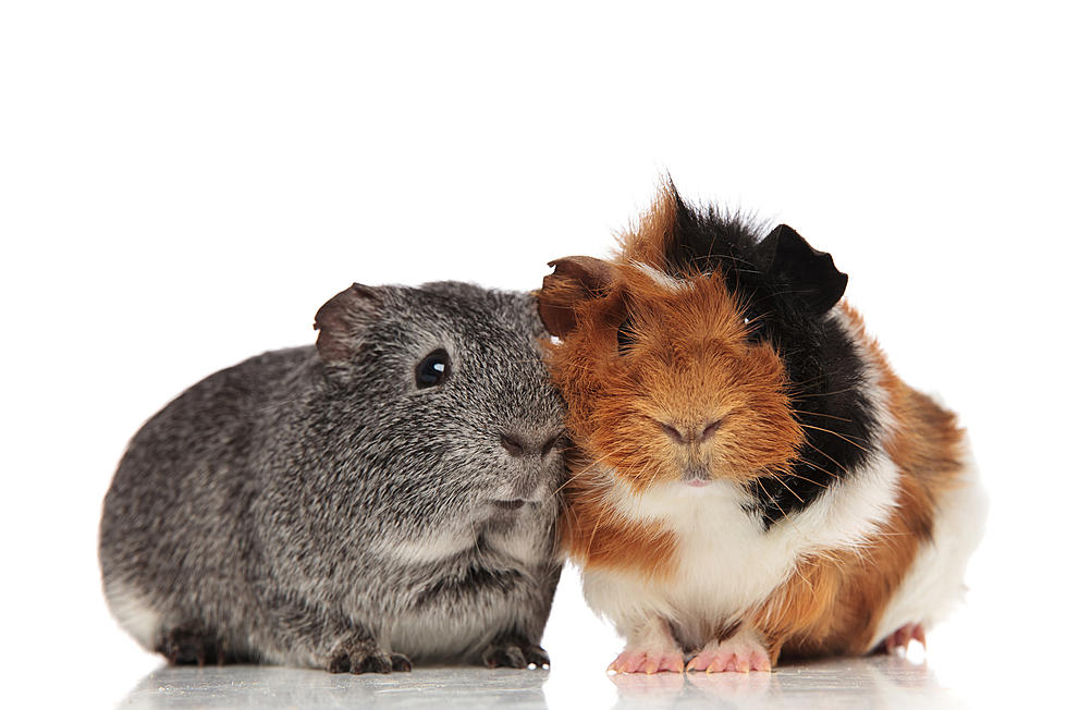 Not So Cuddly: 2 Mahopac Women Sent to Hospital After Guinea Pig Fight