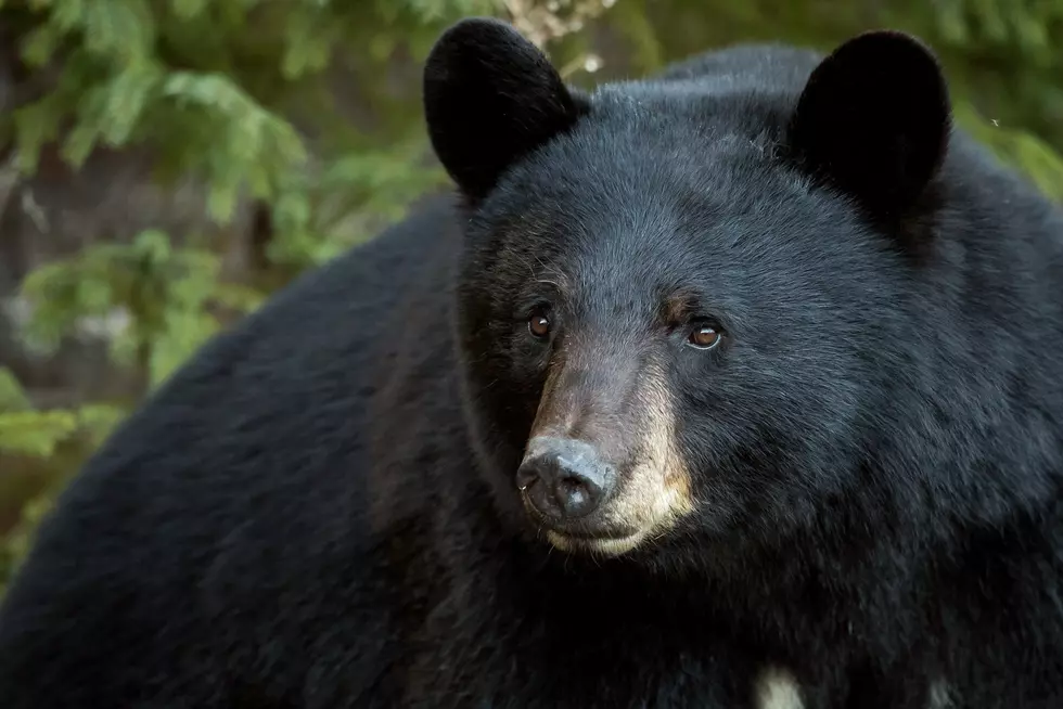 American black bear, New Brunswick, Canada.