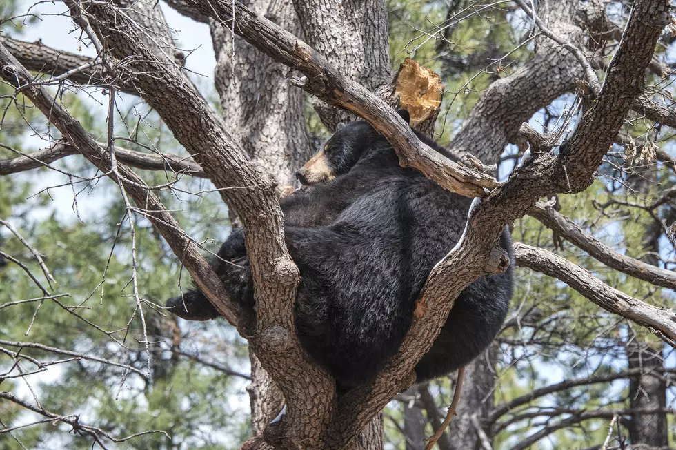 Black Bear In A Tree