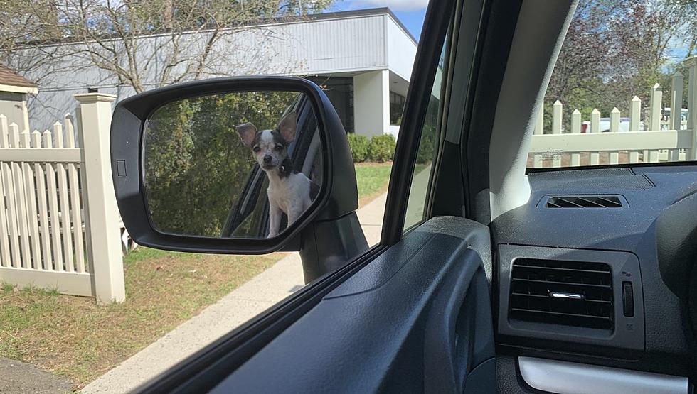 Is it Legal to Drive With Your Dog in Your Lap in Connecticut?