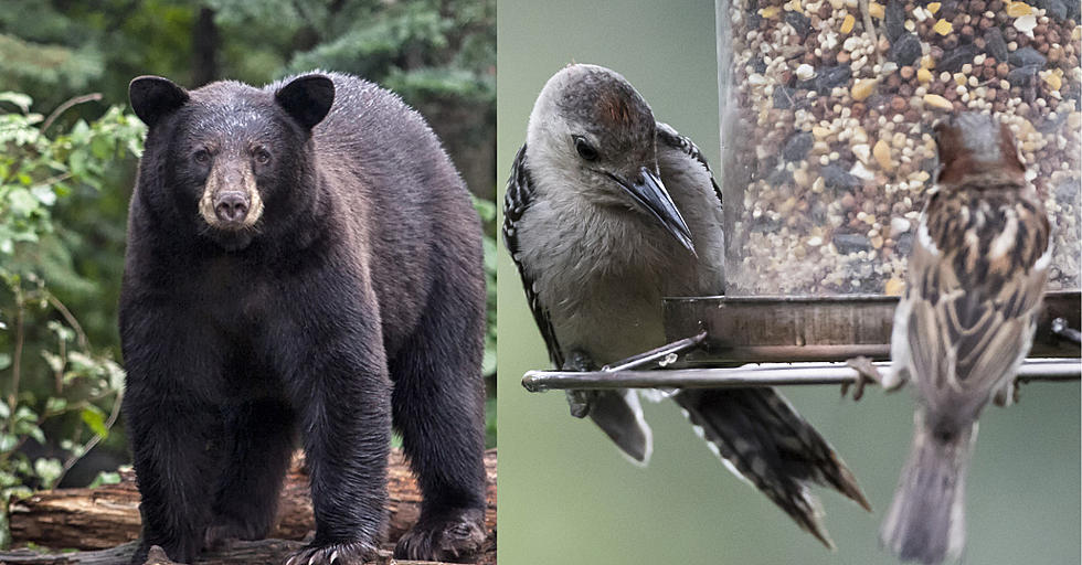 If a Connecticut Bear Mauls You, it Will be Because of Your Bird feeder