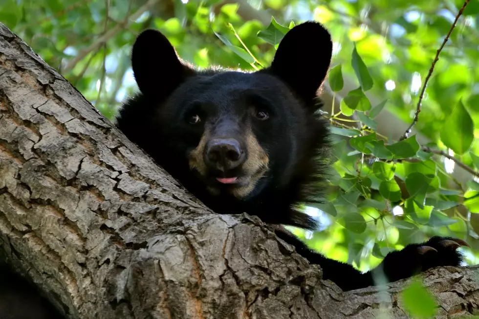 Bear in a tree enjoying the shade. Manitou Springs, Colorado.