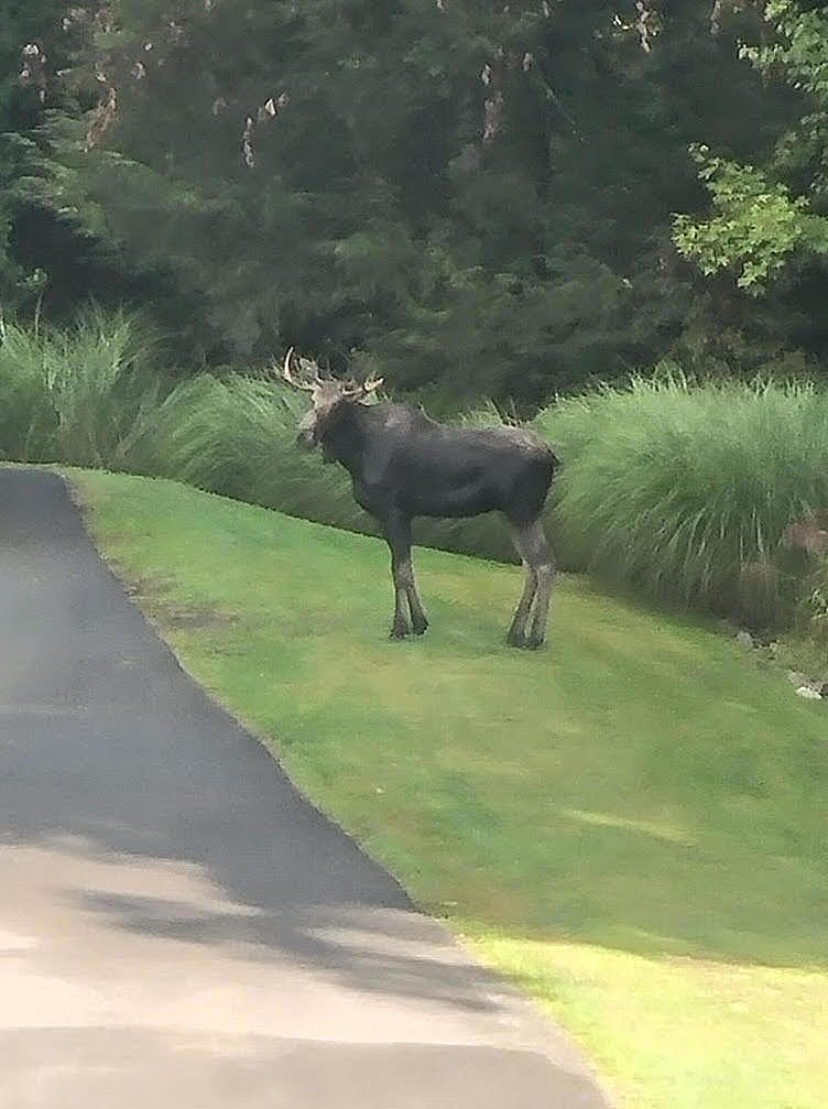 CT Officials Report Moose Sighting, Will it Be as Wild as 2022?