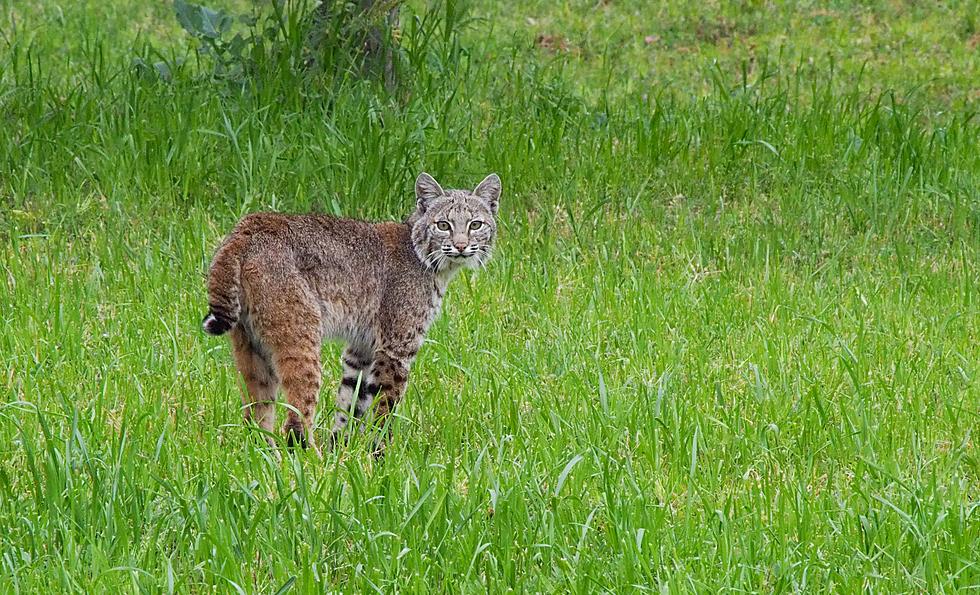 Are Bobcats Becoming a Growing Threat to Connecticut Residents?