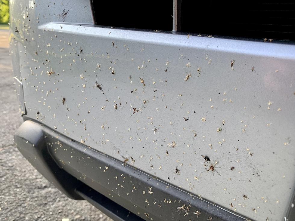 I Murdered Every Insect on Rt. 202 in New Milford This Morning