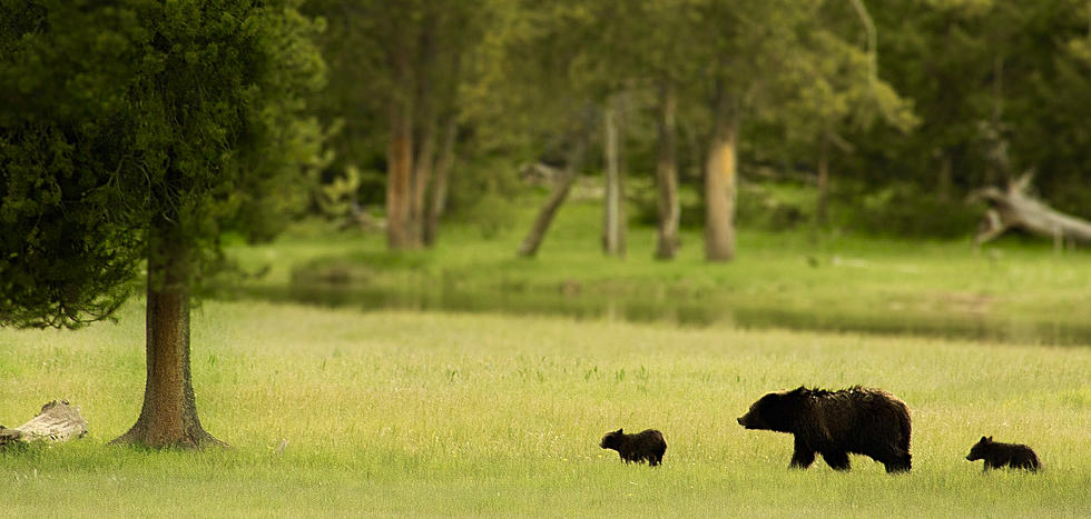 Dog and Homeowner Attacked by a Bear in Litchfield