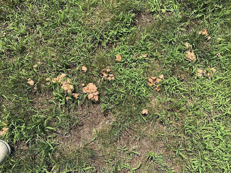 There’s Plenty of Fungus Among Us in Connecticut