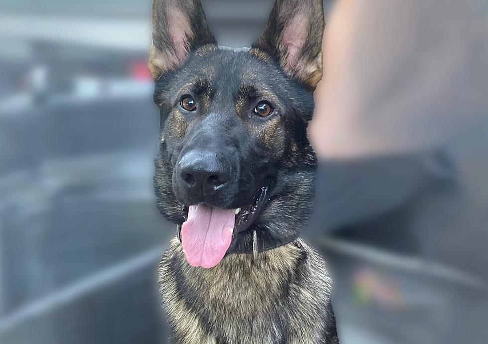 What Should the Bethel Police Name Their New K-9 Officer?