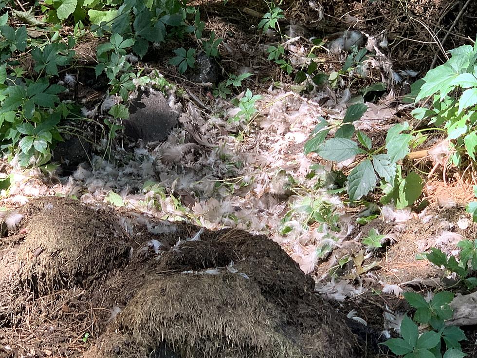 A Vicious Predator Lurks Along the Naugatuck River in Torrington