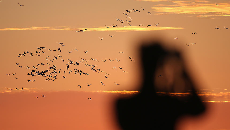 Over One Million Birds Flew Over Litchfield County Last Night