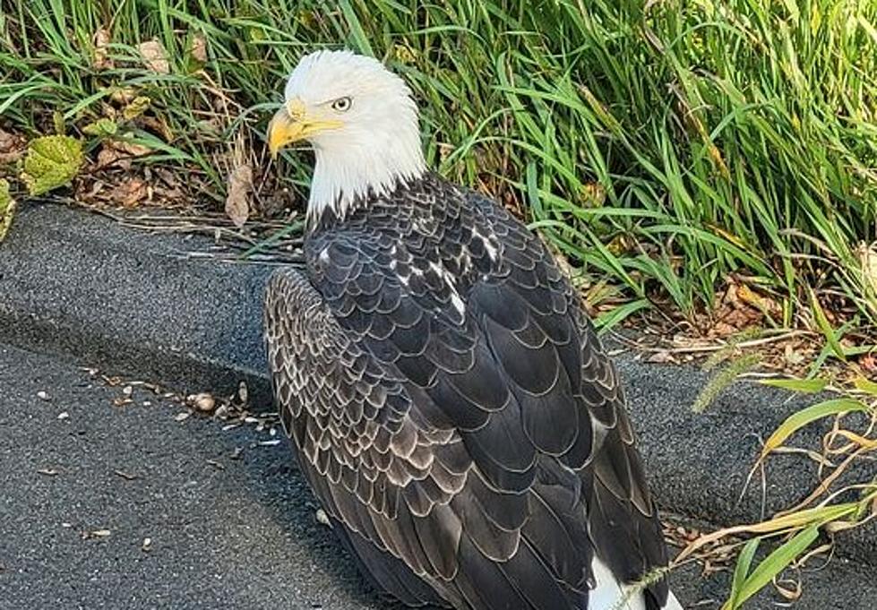 Newtown PD Responds to Call of Injured Bald Eagle on Mount Pleasant