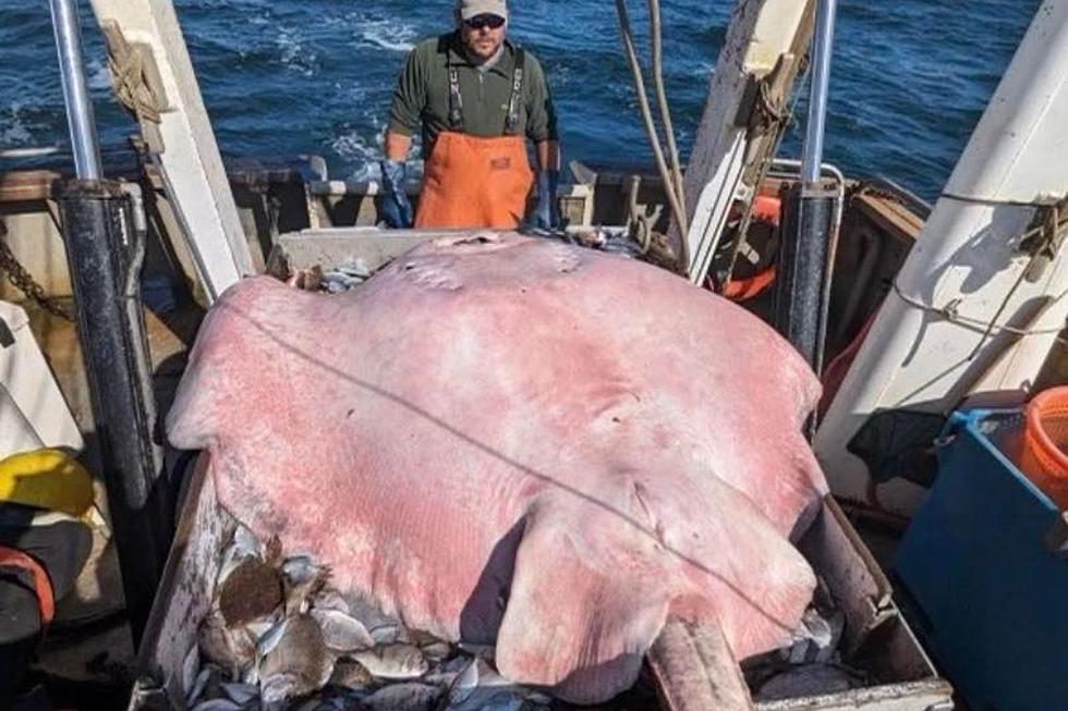 Whoa: Connecticut Fishermen Catch a Massive 400-Pound Stingray