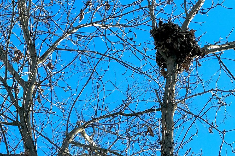 Ball of Leaves You See in Trees in CT, NY, MA Not Birds' Nests