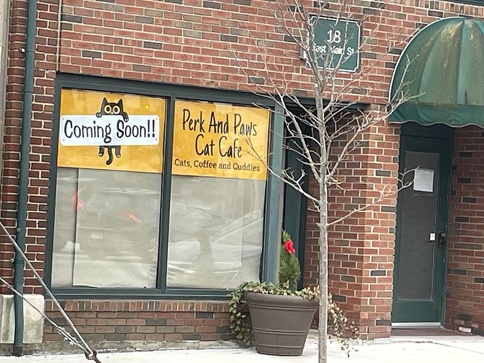 Litchfield County Will Soon Have it’s First Cat Cafe