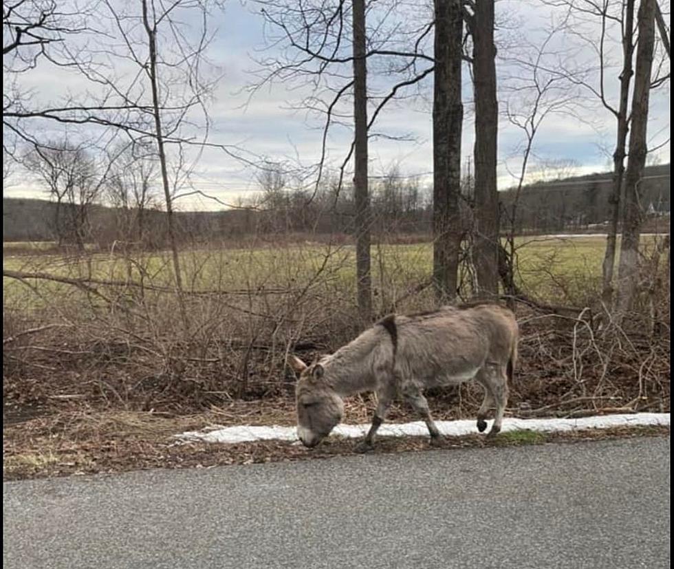 Donkey Gone: Connecticut Community in a Tailspin Over Missing Jackie