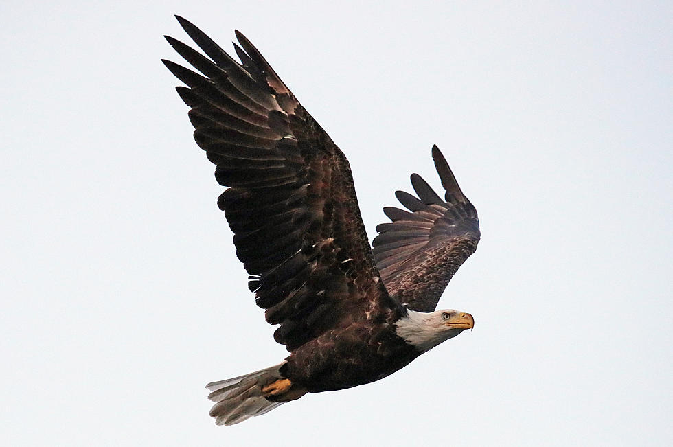 It’s True: Connecticut Is a Good Place for Wintering Bald Eagles