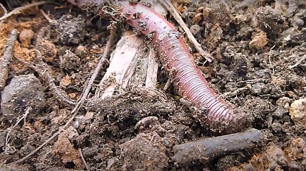What You Need to Know about Connecticut’s Creepy Invasive Jumping Worms