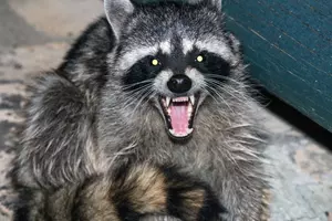 Dogs Kill Rabid Raccoon in Greenfield Hill Area of Fairfield