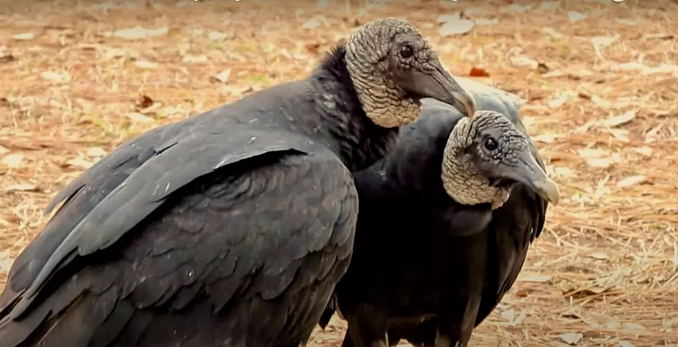 Two Drunk Vultures In Connecticut Get Too Hammered to Fly Home