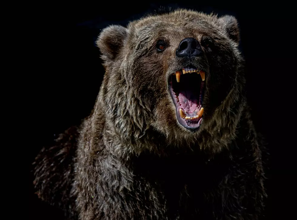 What You Should Never Do If Attacked By a Bear In Connecticut