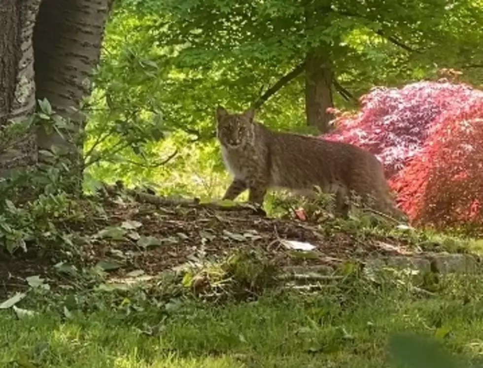 Wild Creature Roams Free in Putnam County Caught on Tape