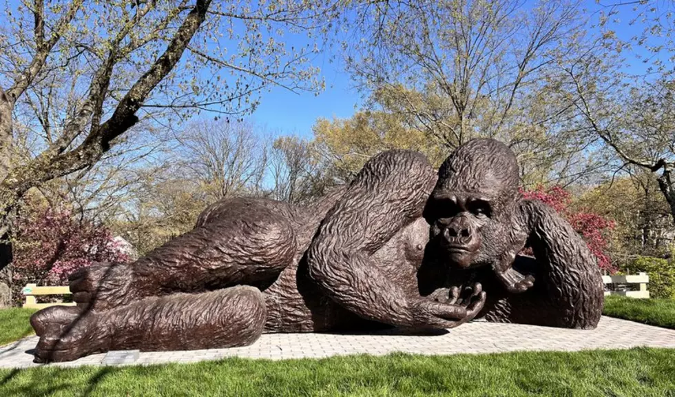 Connecticut Has a New Arrival, A History Making Gorilla