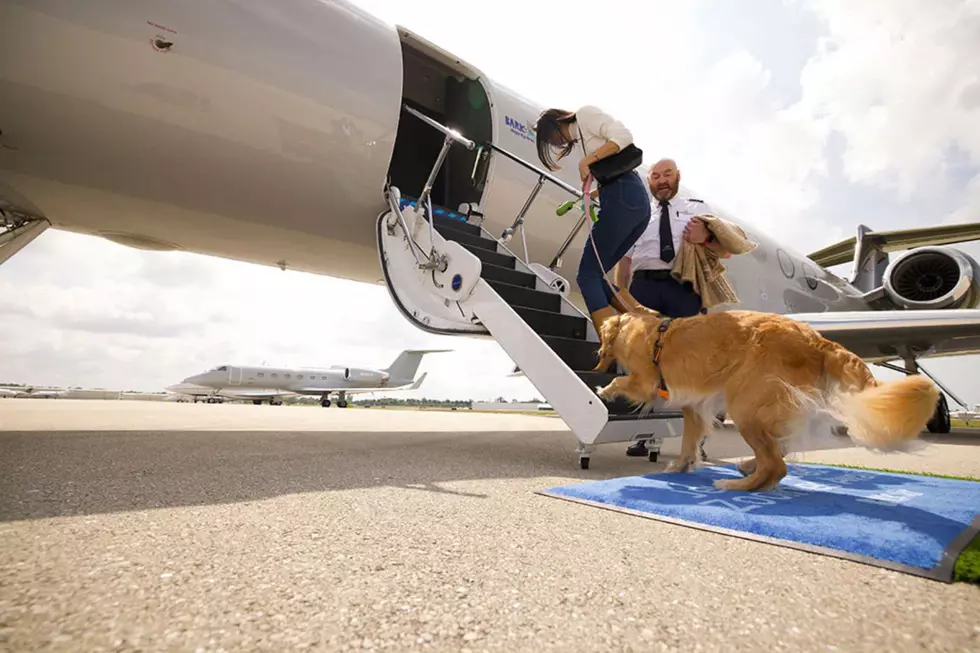 Is This New Airline Out of New York Discriminating Against Cats?