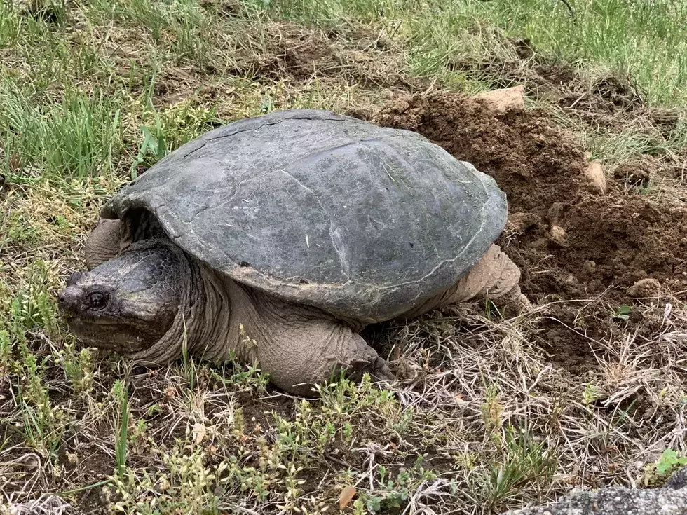 If You See a Turtle Digging Up Your Yard in Connecticut, Let it Be