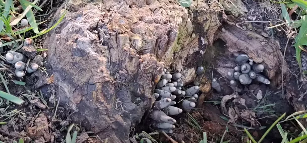 Dead Man’s Fingers Fungus Creeps Us Out in Connecticut