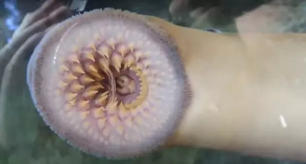 They Look Scary, But Don&#8217;t Kill Sea Lamprey In Connecticut