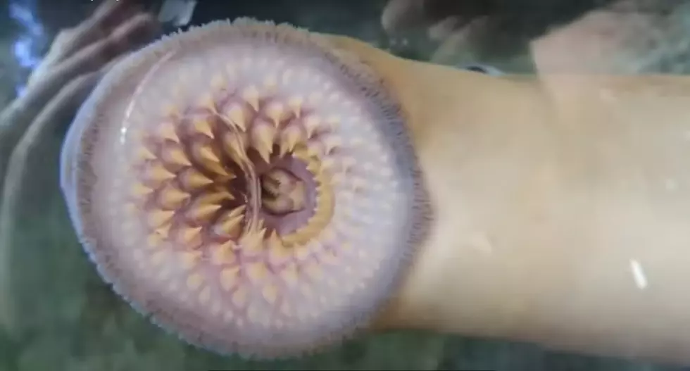 They Look Scary, But Don’t Kill Sea Lamprey In Connecticut