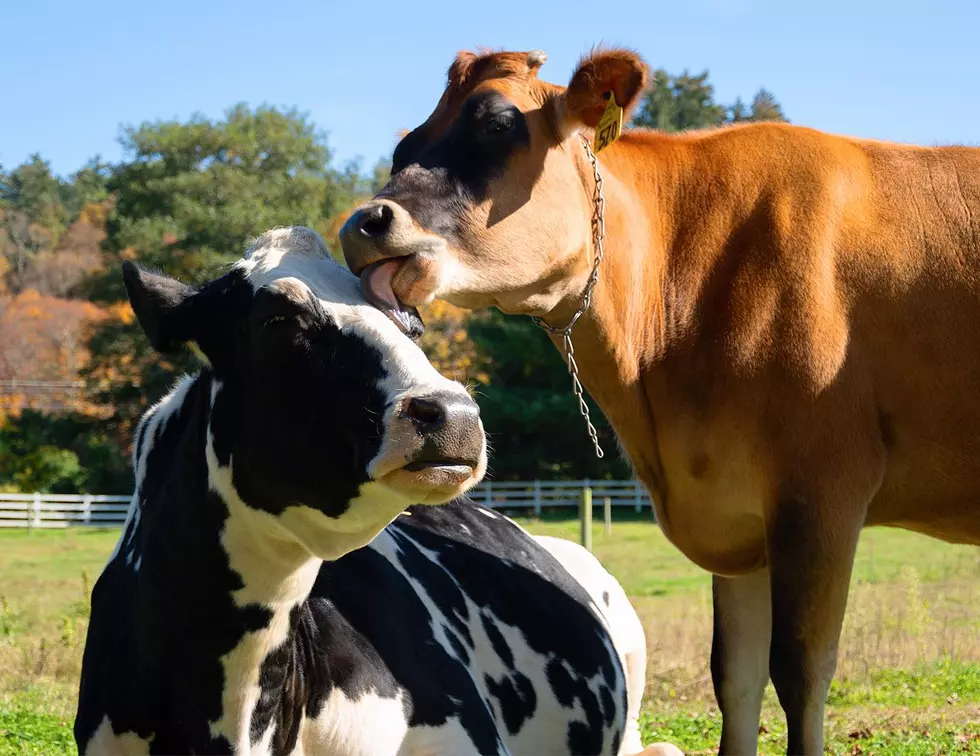 Find Out Why Connecticut is Home to the Most Pampered and Beautiful Bovines in the U.S.